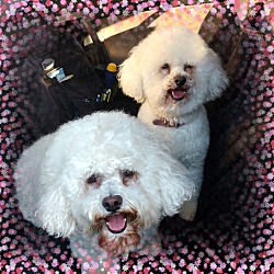 Thumbnail photo of Adopted!!Luci & Muffin - IN #4