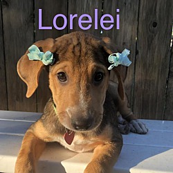 Photo of Lorelei