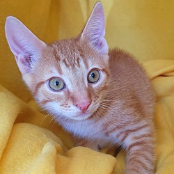 Photo of Diamond's kitten - Zircon