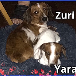 Thumbnail photo of Yara and Zuri #2