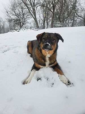 Gibsonia, Pa - Australian Cattle Dog Alaskan Malamute. Meet Grizzly A 