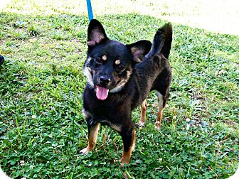 Spartanburg Sc Shiba Inu Meet Kashi A Pet For Adoption