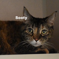 Thumbnail photo of Sooty 23171 #3