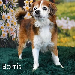 Thumbnail photo of Borris #4