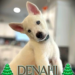 Thumbnail photo of Denahi #4