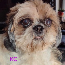 Thumbnail photo of KC #3