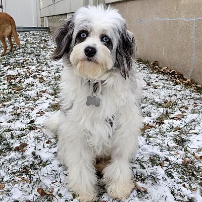 Prior Lake, Mn - Australian Shepherd Poodle (miniature). Meet Oscar A 