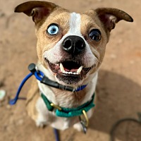 adopt a pet
