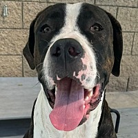 adopt a pet