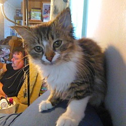 Thumbnail photo of Tessa - Pending adoption #3