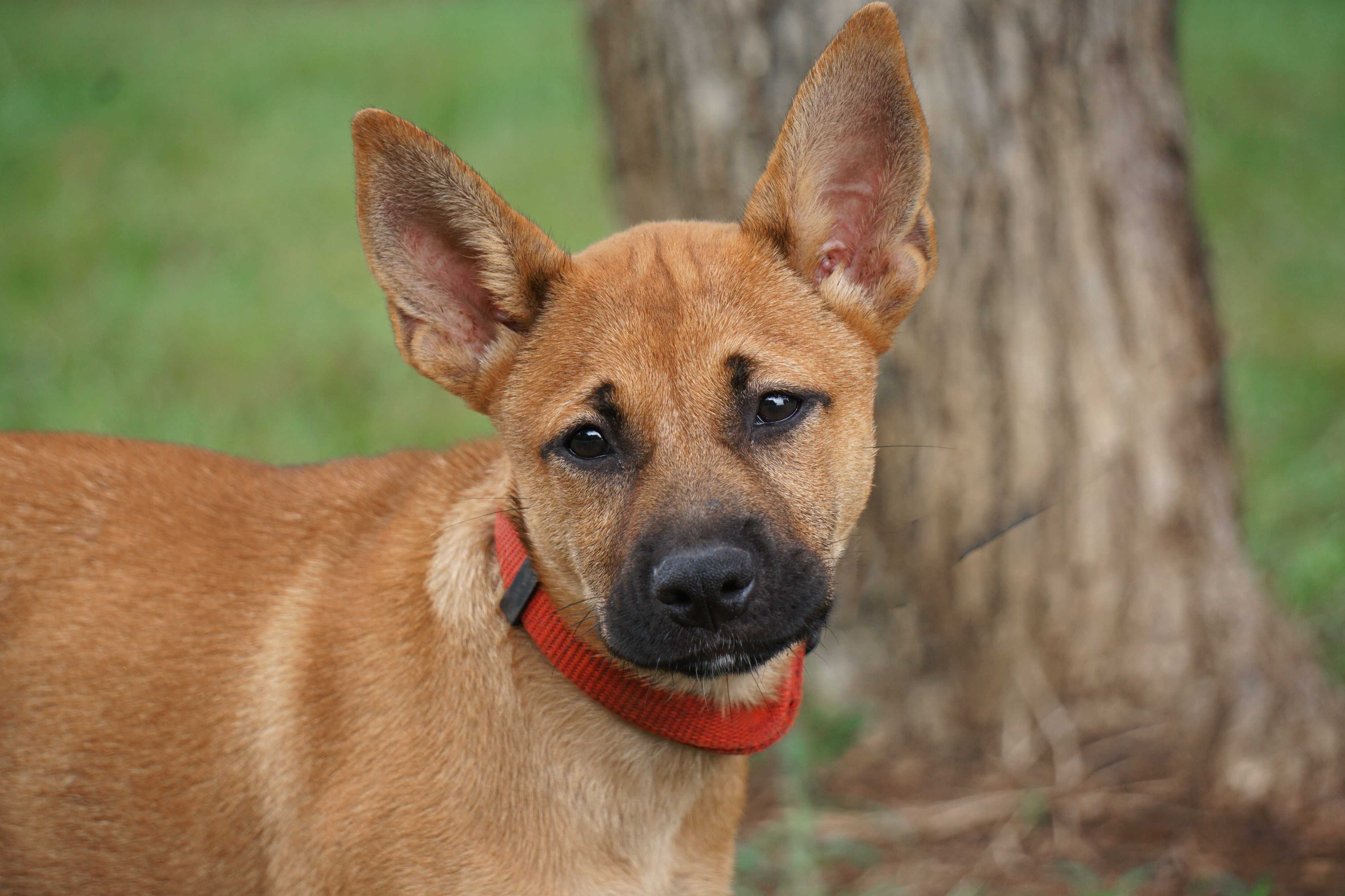 frenchie shiba mix