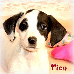 Thumbnail photo of Pico~adopted! #1