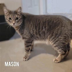 Photo of MASON