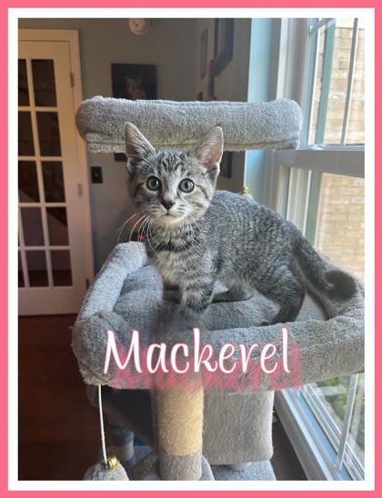 Photo of Mackerel
