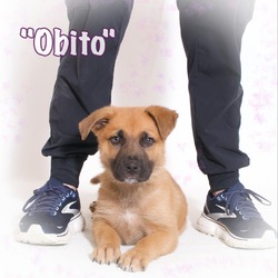 Photo of Obito