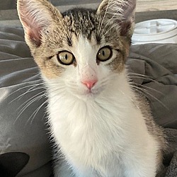 Photo of Kitten Coco