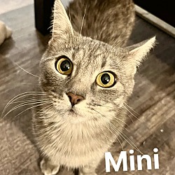 Photo of Mini