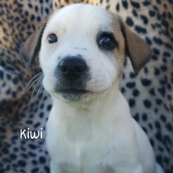 Thumbnail photo of Kiwi #2