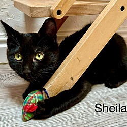 Thumbnail photo of Sheila #2