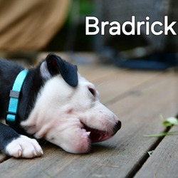 Thumbnail photo of Bradrick #3