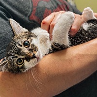 adopt a pet