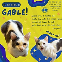 adopt a pet