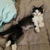 adopt a pet