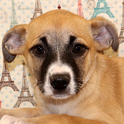 Thumbnail photo of Kiwi~ adopted! #1