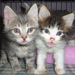 Thumbnail photo of Manx kittens #2
