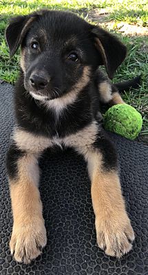 Kansas City Mo Shiba Inu Meet Lola A Pet For Adoption