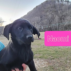 Photo of Naomi 1/2 price adopt fee