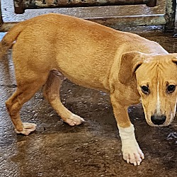 Thumbnail photo of Cappy~adopted! #2