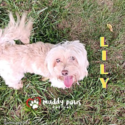 Thumbnail photo of Lily #2