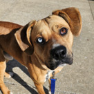 Adopt A Pet :: Denver - Versailles, KY