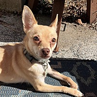 adopt-pet