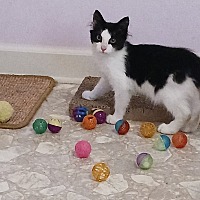 adopt a pet