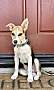 BLUEBERRY - Jack Russell Terrier / Shepherd (Unknown Type) available for adoption