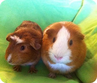 Mission Viejo, Ca - Guinea Pig. Meet Scooter And Miles A Pet For Adoption.