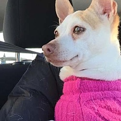Thumbnail photo of Bonita fostered in Connecticut #1