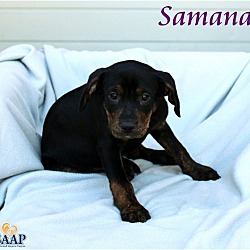 Thumbnail photo of Samana #2