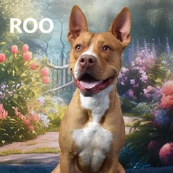 Thumbnail photo of Roo #1