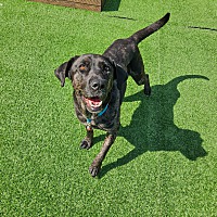 adopt-pet