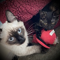 adopt a pet