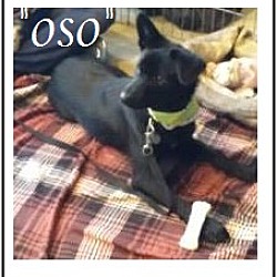 Thumbnail photo of Oso (in adoption process) #2