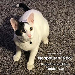 Thumbnail photo of Neopolitan "Neo" #1