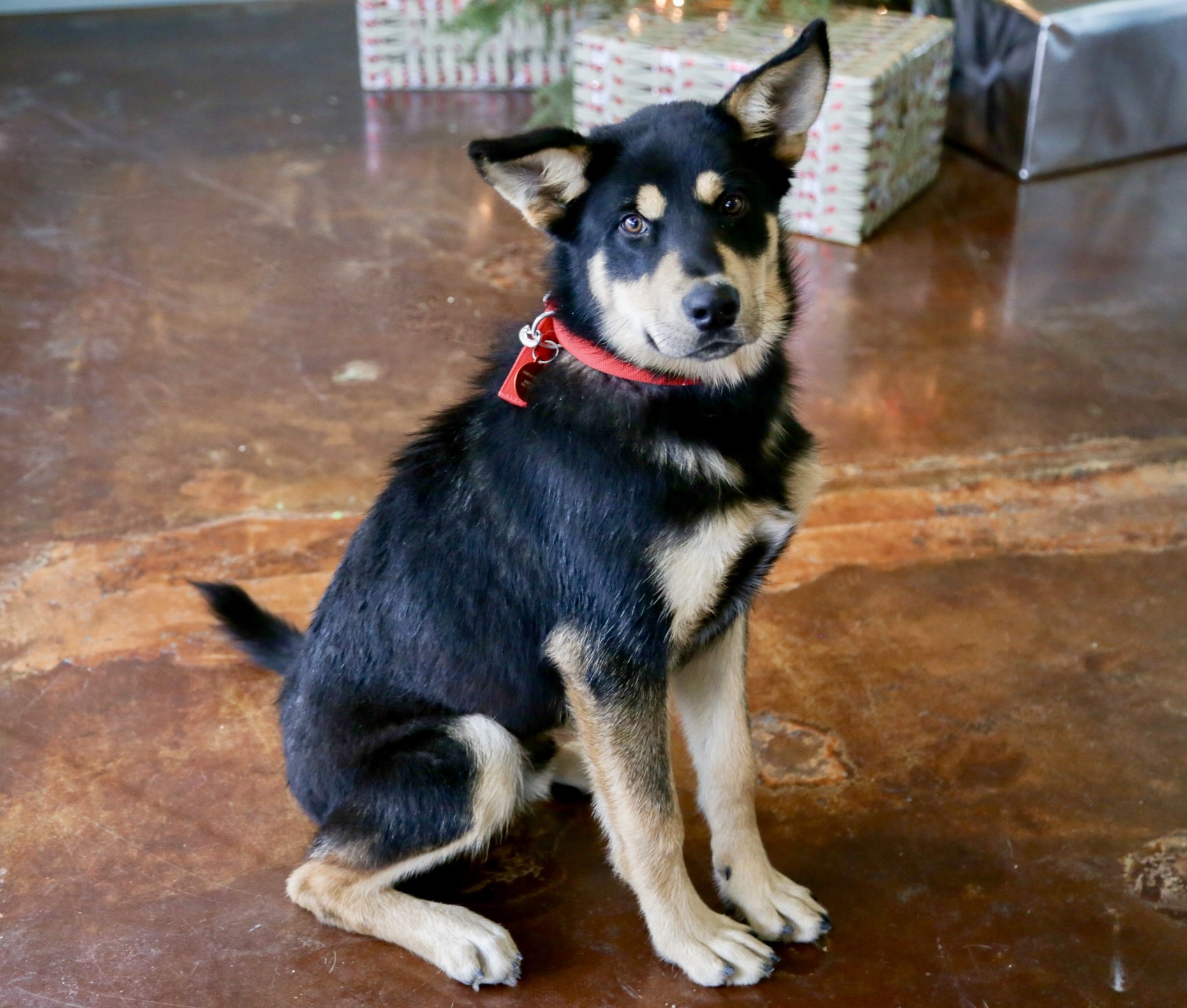 San Antonio Tx Shiba Inu Meet Seymour A Pet For Adoption