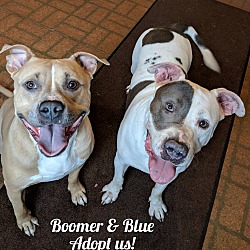 bonded pet photo