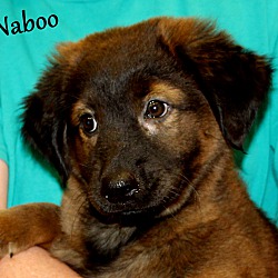 Thumbnail photo of Naboo~adopted! #2