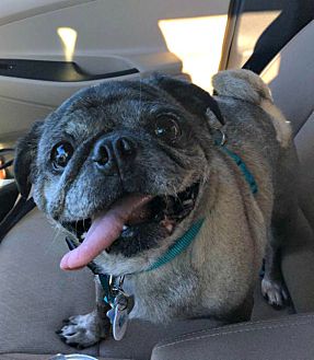 Petsmart hot sale pug rescue