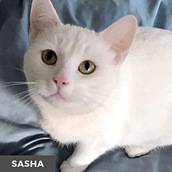 Thumbnail photo of Sasha #1